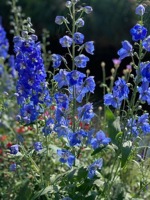 beplanting achtertuin